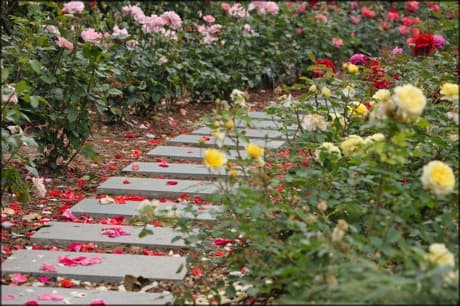 beautiful rose garden