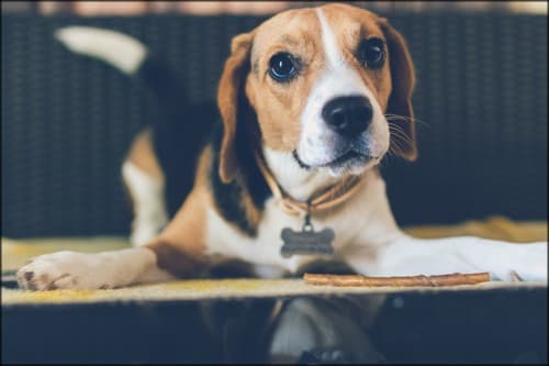 cute beagle and his reflection