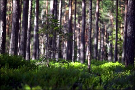 trees in a forest