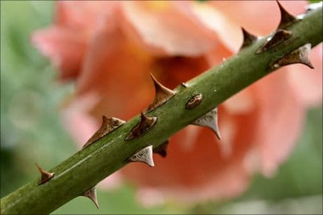 stem of a rose showing the thorns, like our special thanksgiving bouquet