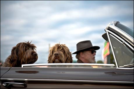 old car, older man, dogs