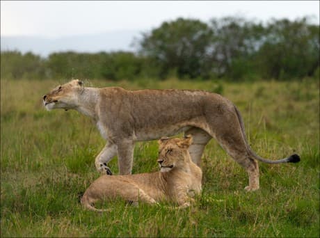 two lions roaming in the jungle