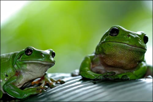 two frogs