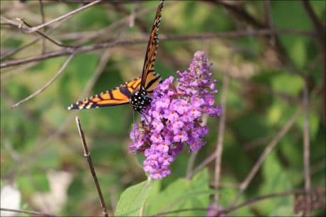 butterfly on a butterfly bush