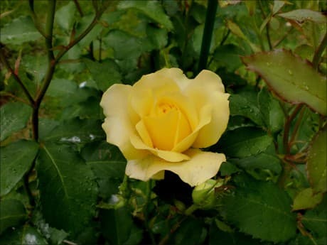 yellow rose