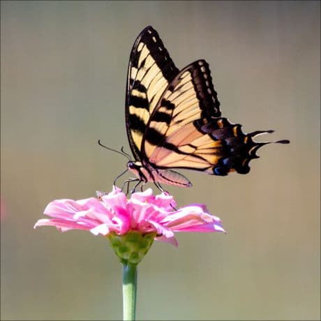 beautiful butterfly on a flower