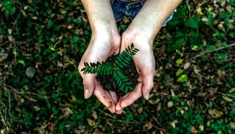 tree seedling